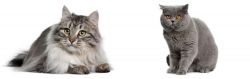 Siberian vs British Shorthair - Breed Comparison