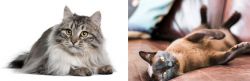 Siberian vs Burmese - Breed Comparison