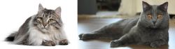 Siberian vs Chartreux - Breed Comparison