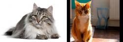 Siberian vs Chausie - Breed Comparison