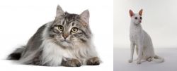 Siberian vs Cornish Rex - Breed Comparison