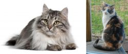 Siberian vs Dilute Calico - Breed Comparison
