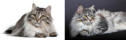 Siberian vs Domestic Longhaired Cat - Breed Comparison