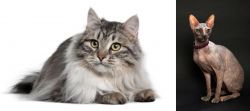 Siberian vs Don Sphynx - Breed Comparison