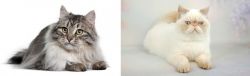 Siberian vs Exotic Shorthair - Breed Comparison