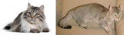 Siberian vs Jaguarundi Curl - Breed Comparison