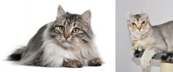 Siberian vs Jungle-Curl - Breed Comparison