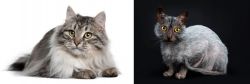 Siberian vs Lykoi - Breed Comparison