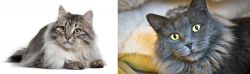 Siberian vs Nebelung - Breed Comparison