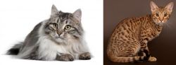 Siberian vs Ocicat - Breed Comparison