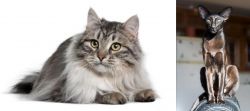 Siberian vs Oriental Shorthair - Breed Comparison