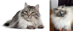 Siberian vs Ragdoll - Breed Comparison