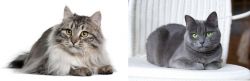 Siberian vs Russian Blue - Breed Comparison