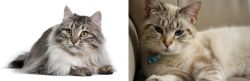 Siberian vs Siamese/Tabby - Breed Comparison