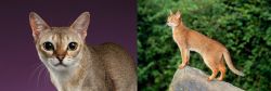 Singapura vs Abyssinian - Breed Comparison