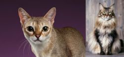 Singapura vs American Longhair - Breed Comparison