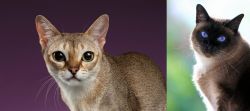 Singapura vs Applehead Siamese - Breed Comparison
