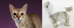 Singapura vs Asian Semi-Longhair - Breed Comparison