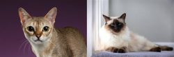 Singapura vs Balinese - Breed Comparison