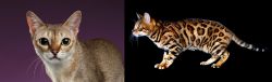 Singapura vs Bengal - Breed Comparison
