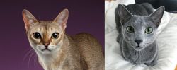 Singapura vs Blue Russian - Breed Comparison