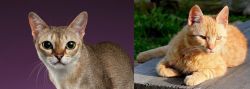 Singapura vs Brazilian Shorthair - Breed Comparison