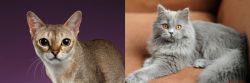 Singapura vs British Semi-Longhair - Breed Comparison