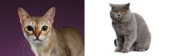 Singapura vs British Shorthair - Breed Comparison