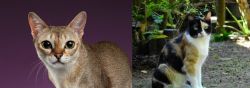 Singapura vs Calico - Breed Comparison