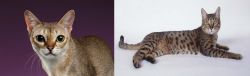 Singapura vs California Spangled Cat - Breed Comparison