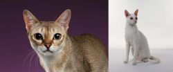 Singapura vs Cornish Rex - Breed Comparison