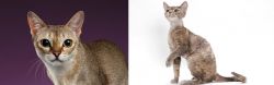 Singapura vs Devon Rex - Breed Comparison