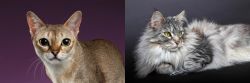 Singapura vs Domestic Longhaired Cat - Breed Comparison