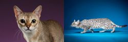 Singapura vs Egyptian Mau - Breed Comparison