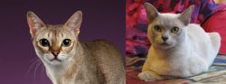 Singapura vs European Burmese - Breed Comparison
