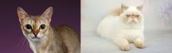 Singapura vs Exotic Shorthair - Breed Comparison