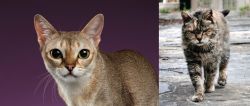 Singapura vs Farm Cat - Breed Comparison