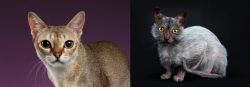 Singapura vs Lykoi - Breed Comparison