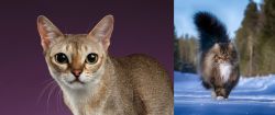 Singapura vs Norwegian Forest Cat - Breed Comparison