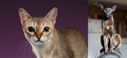 Singapura vs Oriental Shorthair - Breed Comparison