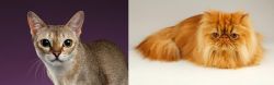 Singapura vs Persian - Breed Comparison