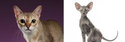 Singapura vs Peterbald - Breed Comparison