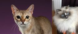 Singapura vs Ragdoll - Breed Comparison