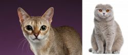 Singapura vs Scottish Fold - Breed Comparison