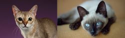 Singapura vs Siamese - Breed Comparison