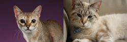 Singapura vs Siamese/Tabby - Breed Comparison