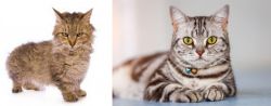 Skookum vs American Shorthair - Breed Comparison