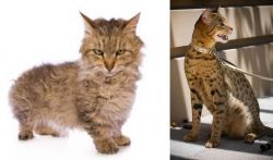 Skookum vs Ashera - Breed Comparison