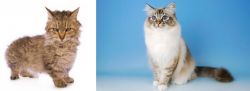 Skookum vs Birman - Breed Comparison
