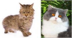 Skookum vs British Longhair - Breed Comparison